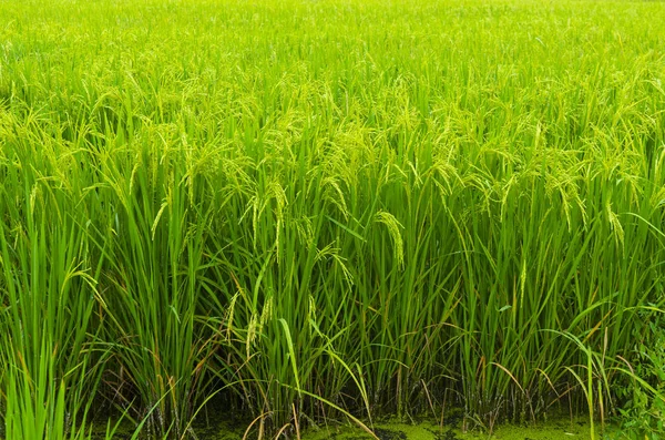 Risaia Verde Thailandia — Foto Stock