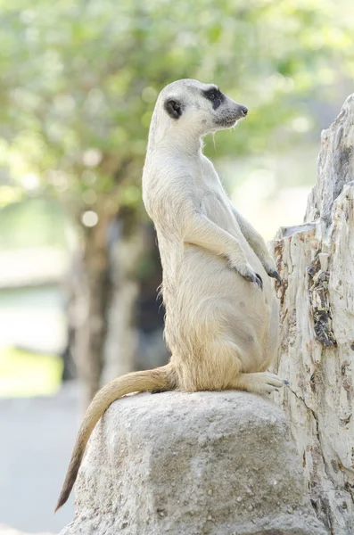 Suricata Suricatta Suricatta Allo Zoo — Foto Stock