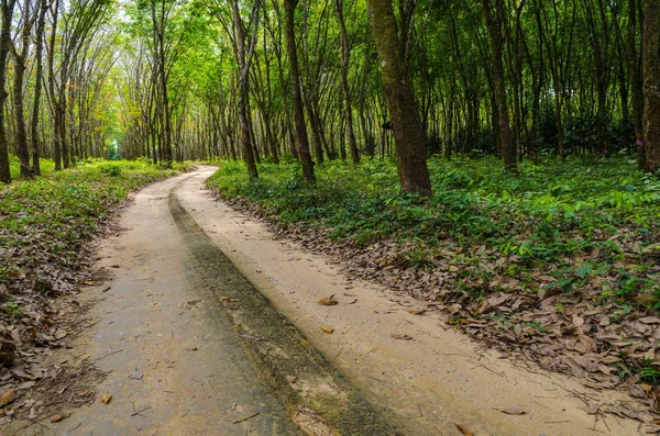 Плантації Таїланді — стокове фото