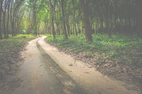 Carretera Campo Con Árbol Imagen Filtro Vintage — Foto de Stock