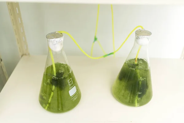 Processus Recherche Sur Les Algues Laboratoire — Photo