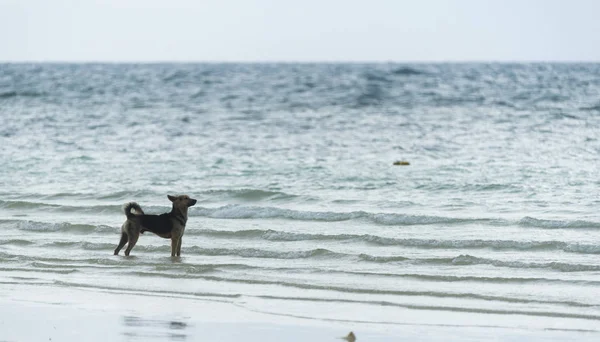 Sevgiliye arka plan, vintage filtre görüntü