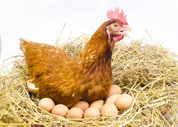 Cuerpo Completo Gallina Pollo Marrón Con Huevos Aislados Fondo Blanco — Foto de Stock