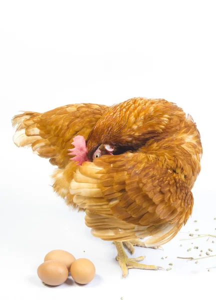 立っている茶色の鶏鶏の全身分離白背景用ファーム動物と家畜のテーマ — ストック写真