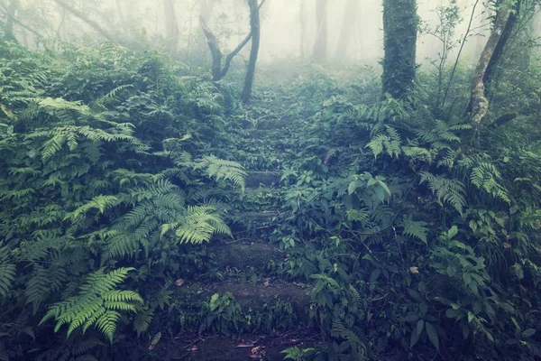 Blick Auf Tropischen Wald Asien — Stockfoto