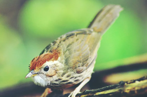 Behavior of brown bird in the nature — Stock Photo, Image