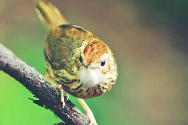 Behavior of brown bird in the nature — Stock Photo, Image