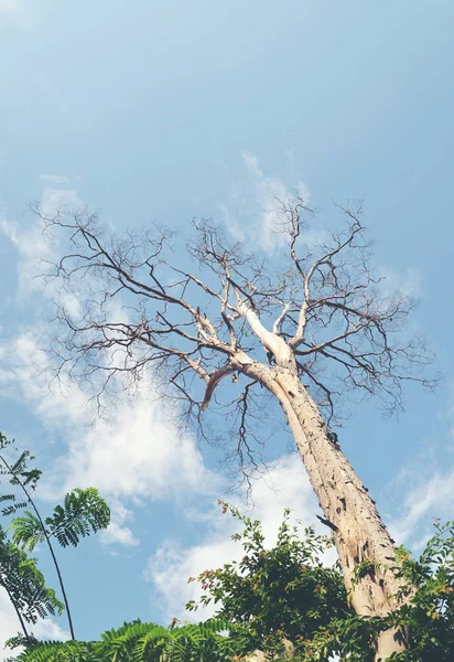 Vecchio albero secco su un cielo nuvoloso — Foto Stock