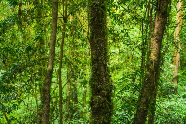 Живописный Лес Свежих Зеленых Лиственных Деревьев Обрамленных Листьями Солнцем Проливающим — стоковое фото