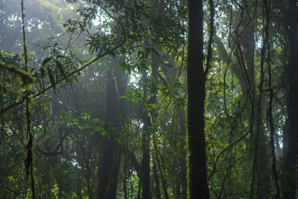 Вид Тропических Лесов Национальный Парк Кхао Таиланд — стоковое фото