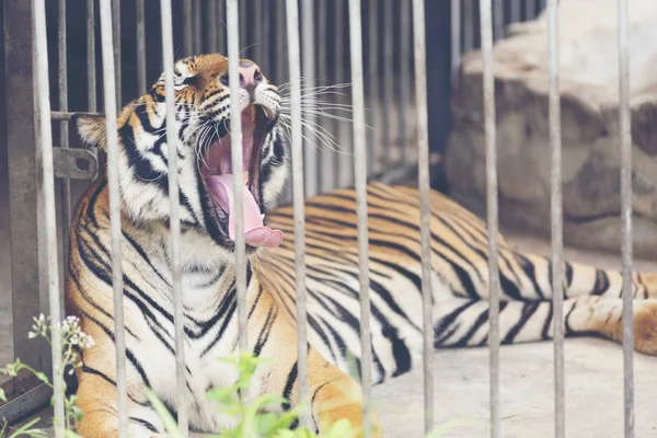 Tiger Cage — Stock Photo, Image