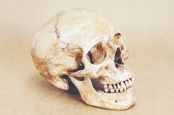 Anatomia Del Cranio Umano Sfondo Immagine Filtro Vintage — Foto Stock