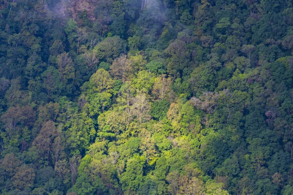Visão Olhos Pássaro Floresta Tropical Tailândia — Fotografia de Stock