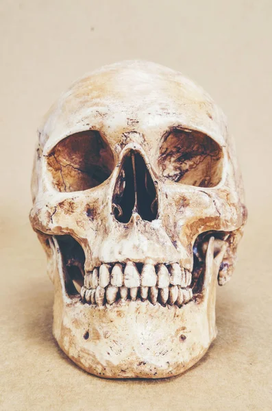 Anatomia Del Cranio Umano Sfondo Immagine Filtro Vintage — Foto Stock