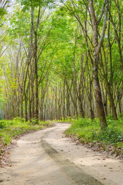 Ormandaki yol doğa manzaralı manzara