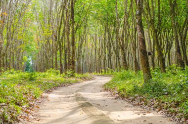 Ormandaki yol doğa manzaralı manzara