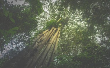 Büyük ağaç orman