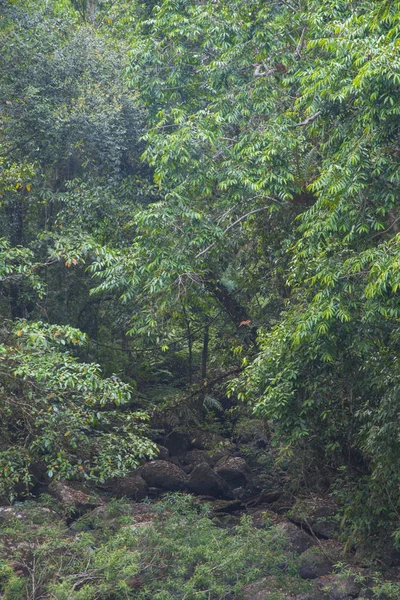 Vista Floresta Tropical Tailândia — Fotografia de Stock