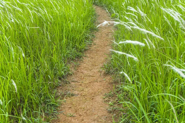 trail in nature scenic view