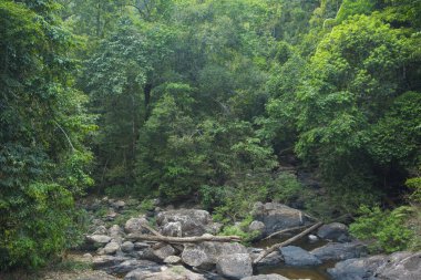 Ormandaki nehirle güzel bir manzara. 