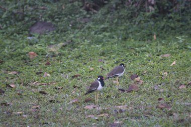 birds is sitting on the ground in the grass