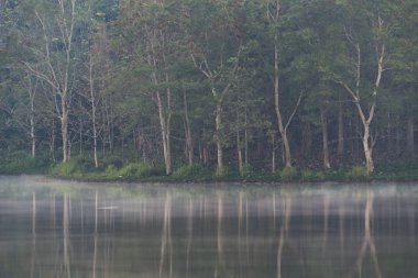 Tropikal orman doğa manzarası