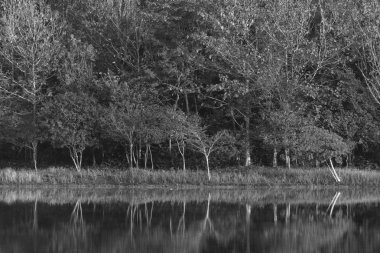 Tropikal orman doğa manzarası