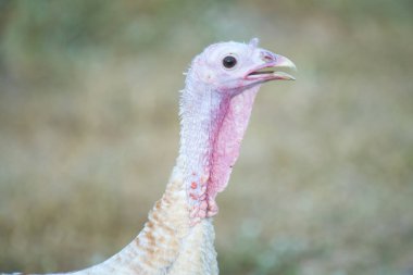 Head of Wild Turkey close up 