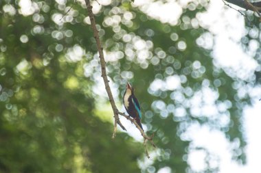 Ağaç brunch 'ında Kingfisher kuşu 