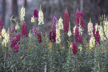 Da Lat 'ta çiçek fidanlığı. Vietnam