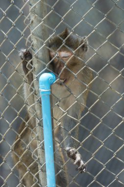 monkey in cage in zoo