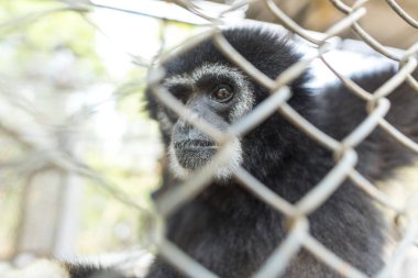 Hayvanat bahçesindeki kafeste bir şablon.