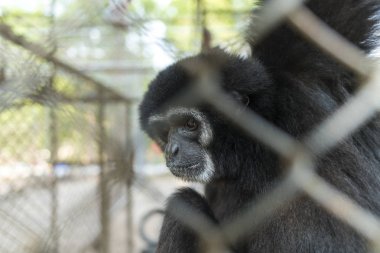 Hayvanat bahçesindeki kafeste bir şablon.