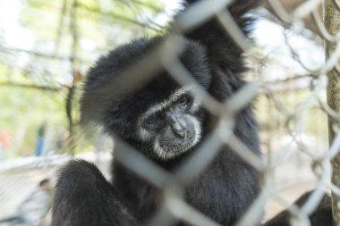 Hayvanat bahçesindeki kafeste bir şablon.
