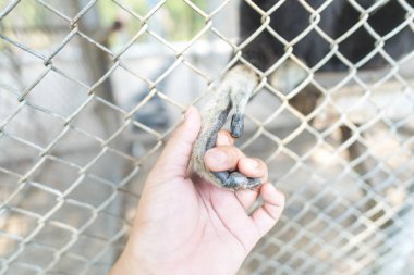 Hayvanat bahçesindeki kafeste bir şablon.