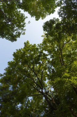 yeşil yapraklar ve ağaçlar mavi gökyüzüne karşı