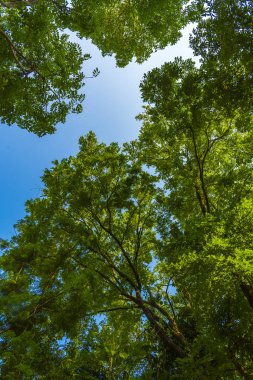 Tropikal orman manzarası, Tayland