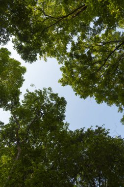 yeşil yapraklar ve ağaçlar mavi gökyüzüne karşı