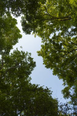 yeşil yapraklar ve ağaçlar mavi gökyüzüne karşı