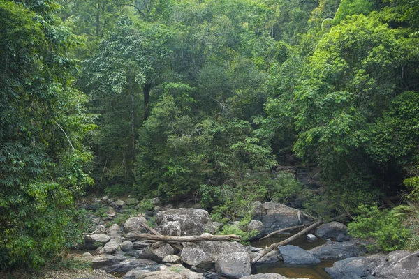 Bellissimo Paesaggio Con Fiume Nella Foresta — Foto Stock