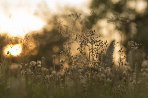 Boom Zonsondergang Natuur — Stockfoto