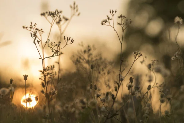 Boom Zonsondergang Natuur — Stockfoto