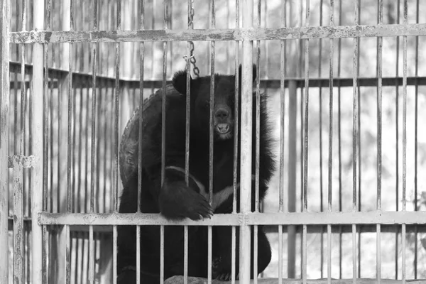 Black Bear Cage Black White — Stock Photo, Image