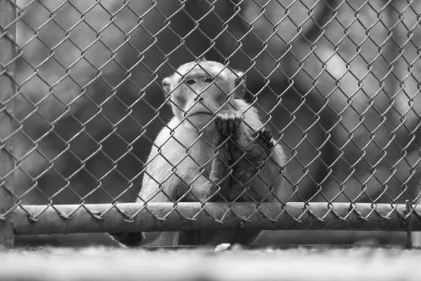 Petit Singe Dans Cage — Photo