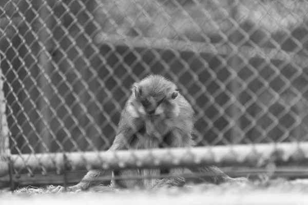 Affe Käfig Schwarz Und Weiß — Stockfoto