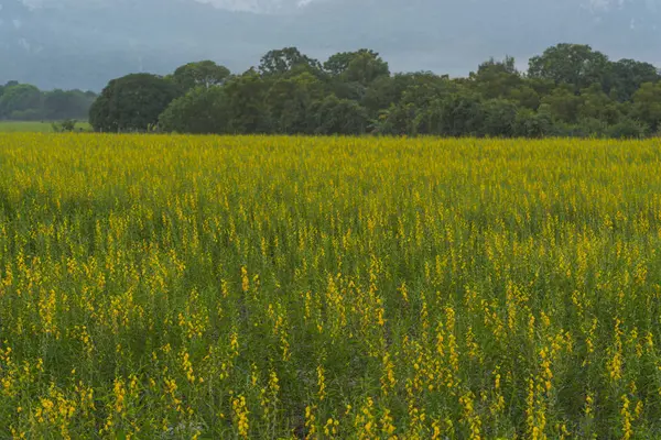 Gul Blomma Fältet Thailand Berg — Stockfoto