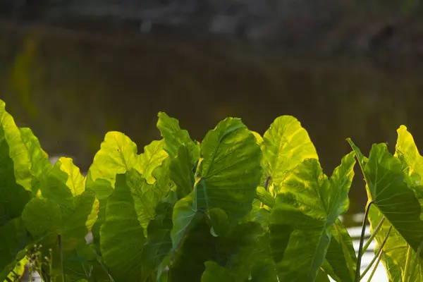 Tropischer Waldsee Thailand — Stockfoto