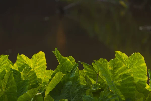 Lago Bosque Tropical Tailandia — Foto de Stock