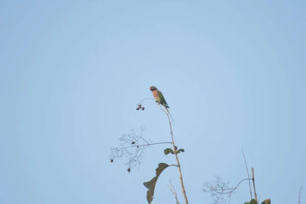 Bird Tree Branch Nature — Stockfoto