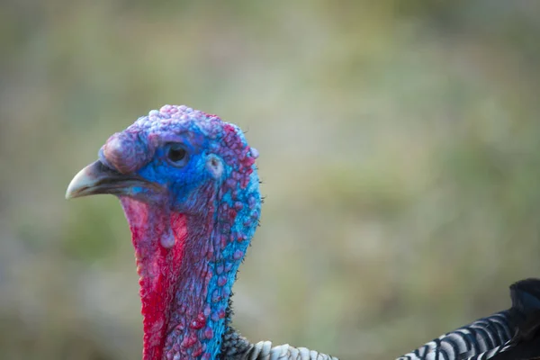 Head of Wild Turkey (Meleagris gallopavo)